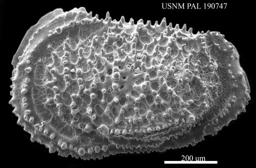 Oxycythereis dorsoserata Brady, 1880