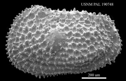 Henryhowella circumdentata