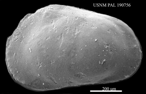 Glossicythereis sp.