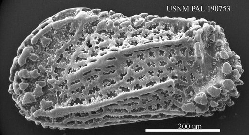 Genus indet. sp. indet.