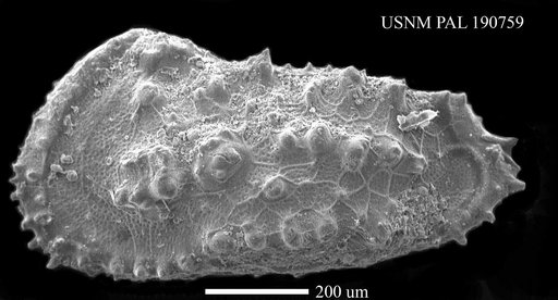 Trachyleberis saitoi