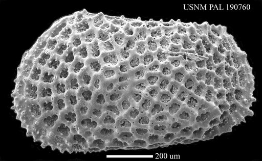 Genus indet. sp. indet.