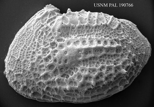 Cythere sulcatoperforata Brady, 1880