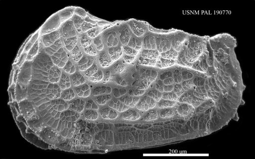 Abyssocythere sp.