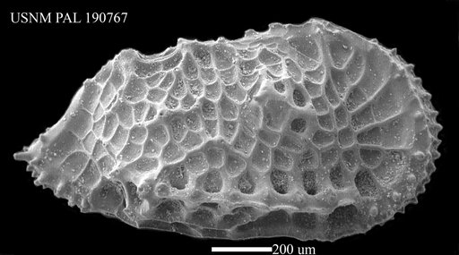 Agrenocythere sp Benson, 1972