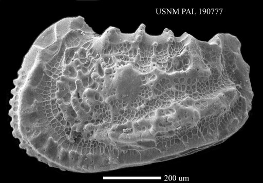 Abyssocythere sp.