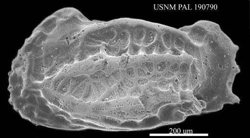 Genus indet. sp. indet.