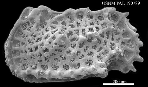 Genus indet. sp. indet.