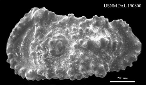 Cythereis ornatissima Reuss