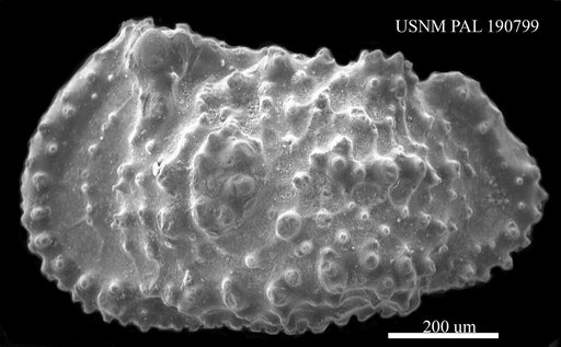 Cythereis sp.