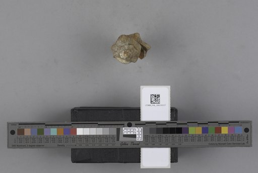 NSF ADBC EPICC TCN