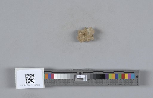 NSF ADBC EPICC TCN