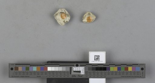 NSF ADBC EPICC TCN