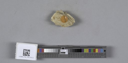 NSF ADBC EPICC TCN