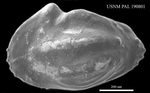 Veenia sp.
