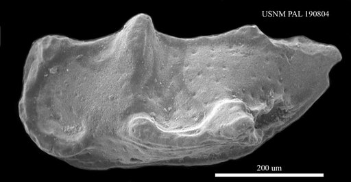 Bythoceratina montuosa (Jones & Hinde)