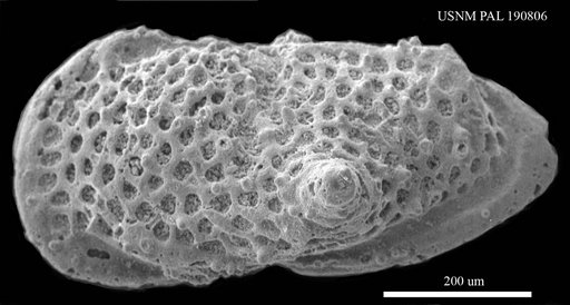 Bythoceratina hispida (Van Veen)