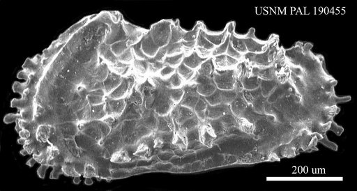 Actinocythereis vineyardensis (Cushman, 1906)