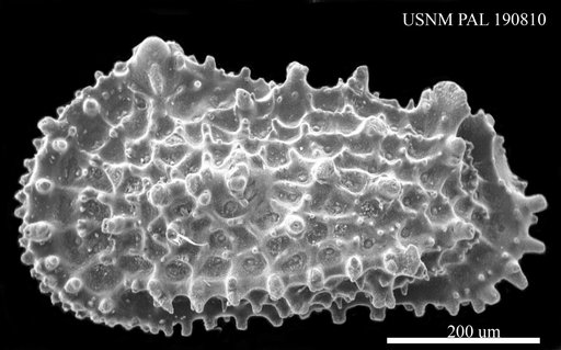 Genus indet. sp. indet.