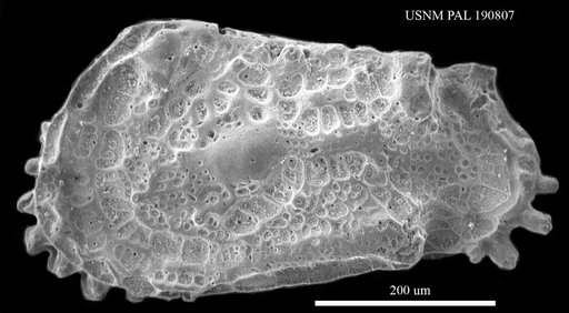 Genus indet. sp. indet.