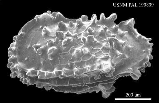 Pterygocythereis sp