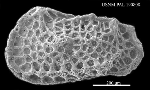 Limburgina sp.