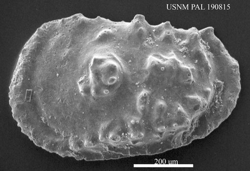 Genus indet. sp. indet.