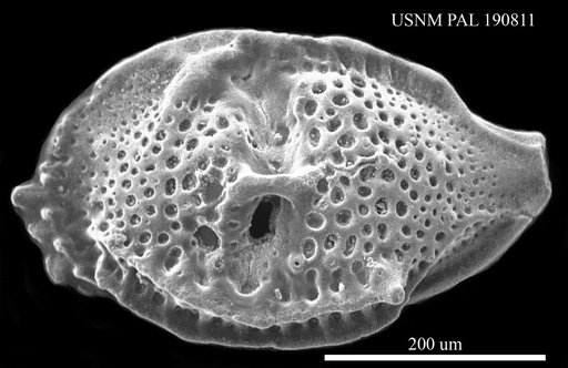 Genus indet. sp. indet.