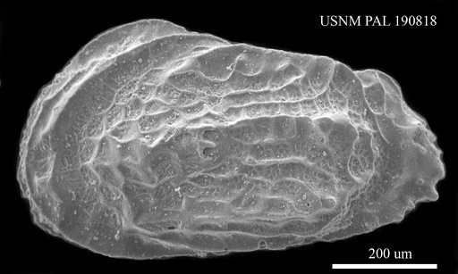 Genus indet. sp. indet.