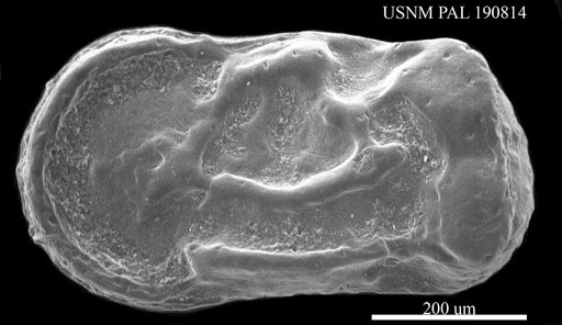 Cytherelloidea sp. Swain