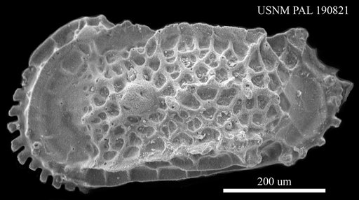 Cythereis subgracilis Morrow, 1934