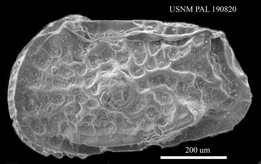 Genus indet. sp. indet.