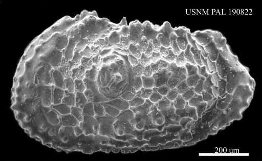 Genus indet. sp. indet.