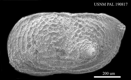 Genus indet. sp. indet.