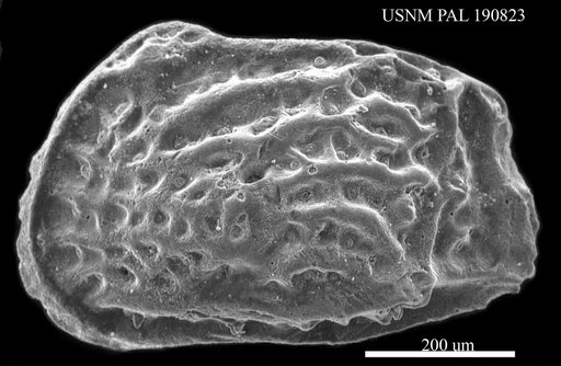Genus indet. sp. indet.
