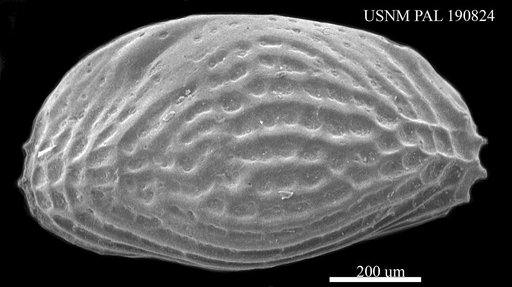 Leguminocythereis sp.