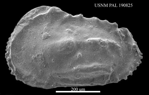 Phacorhabdotus pokornyi Hazel & Paulson, 1964