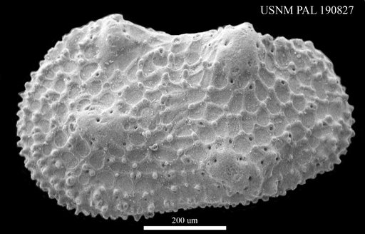 Henryhowella taurus