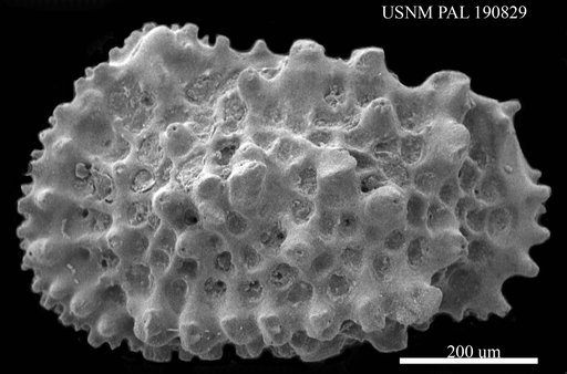 Genus indet. sp. indet.