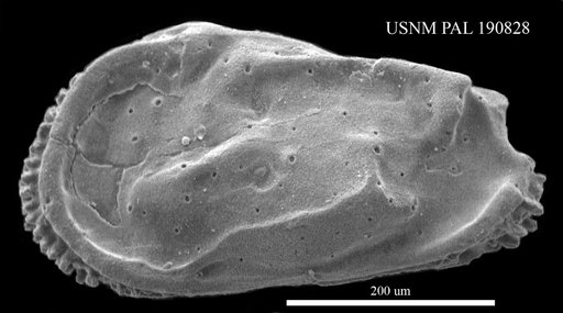 Occultocythereis sp