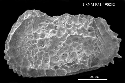"Cythereis" sp.