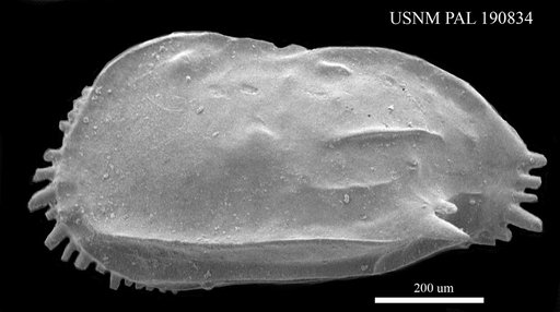 Ruggieria sp.