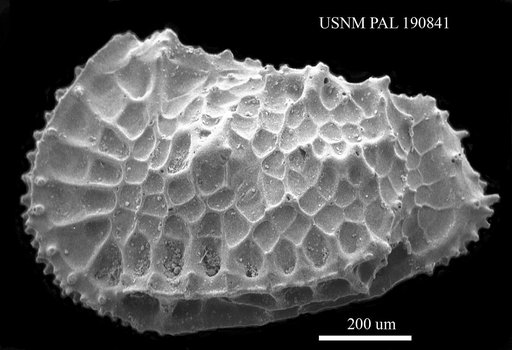 Agrenocythere sp