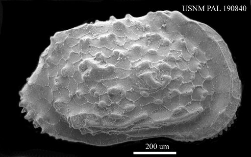 Verrucocythereis verrucosa Reuss, 1850