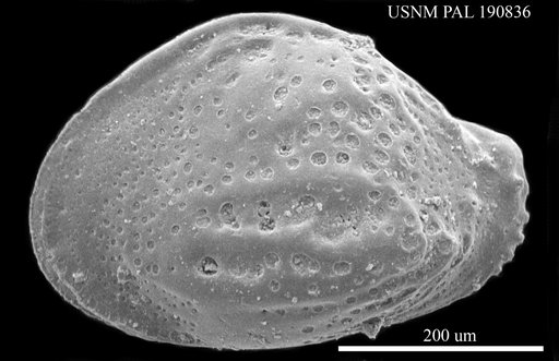 Quasibuntonia sp