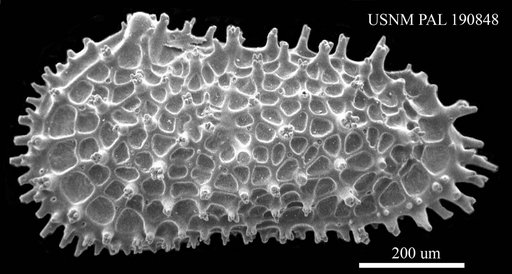 Acanthocythereis hystrix (Reuss, 1850)