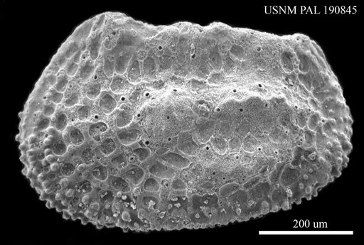 Henryhowella sp