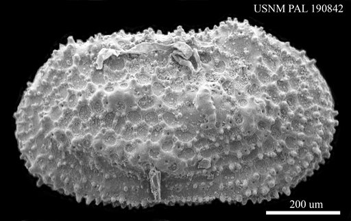 Henryhowella asperrima Reuss, 1850