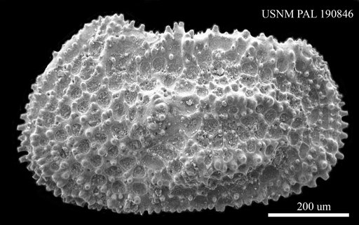 Henryhowella sp