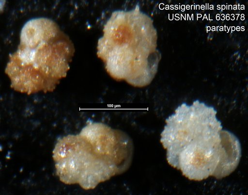 Cassigerinella spinata Rögl, 1998